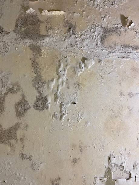 Best White Mold Remediation in Yutan, NE