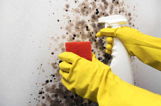 Best Black Mold Remediation in Yutan, NE