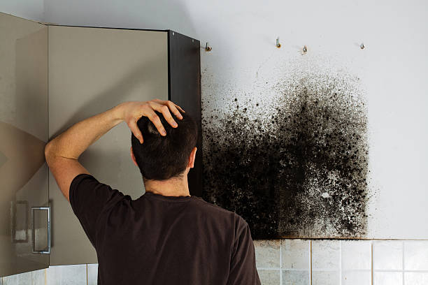 Professional Mold Remediation in Yutan, NE