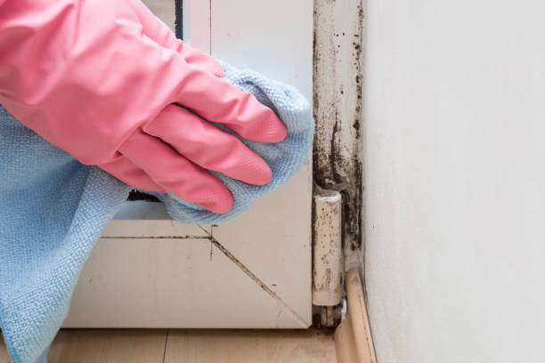 Best Mold Remediation for Specific Building Types in Yutan, NE